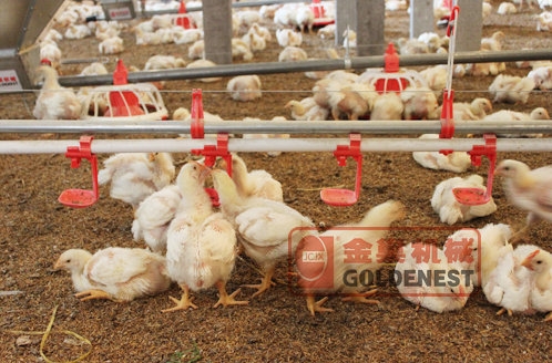 肉（ròu）雞料線