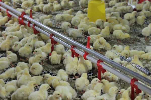 禽（qín）用飲水