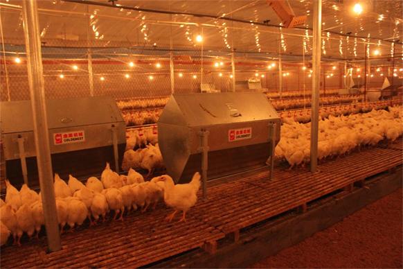 刮板鏈條（tiáo）種雞喂料（liào）機