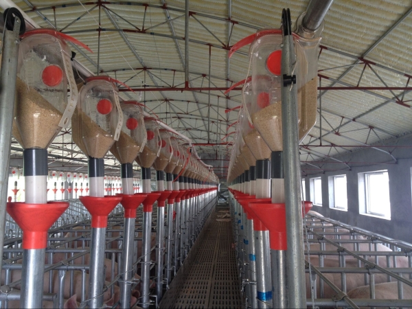 妊娠母（mǔ）豬自動供料係統