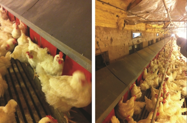 自動集蛋式產蛋箱（xiāng）