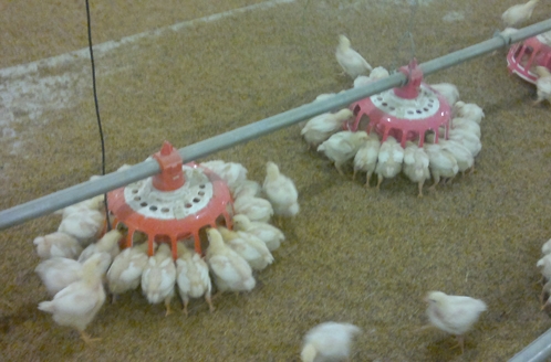 索盤環（huán）繞盤式（shì）種雞喂料係統