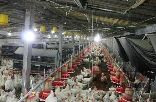 桶式計量公雞（jī）料盤