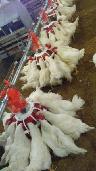 桶式（shì）計量公雞料盤