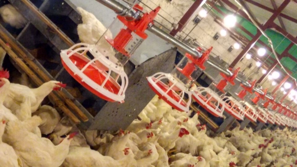 桶式計（jì）量種雞料盤