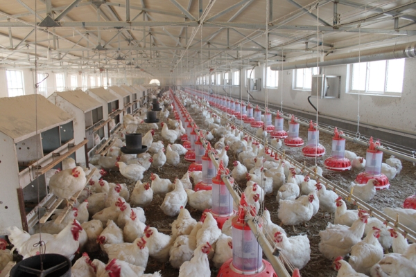 桶式（shì）計量種雞料盤