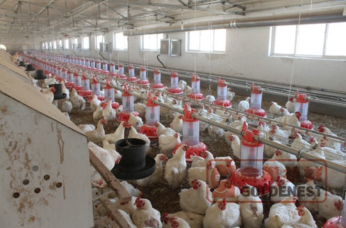 桶（tǒng）式計量種（zhǒng）雞料盤（pán）