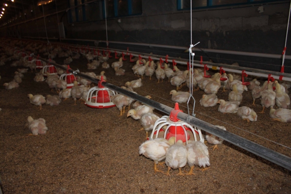 商品雞盤（pán）式驅動